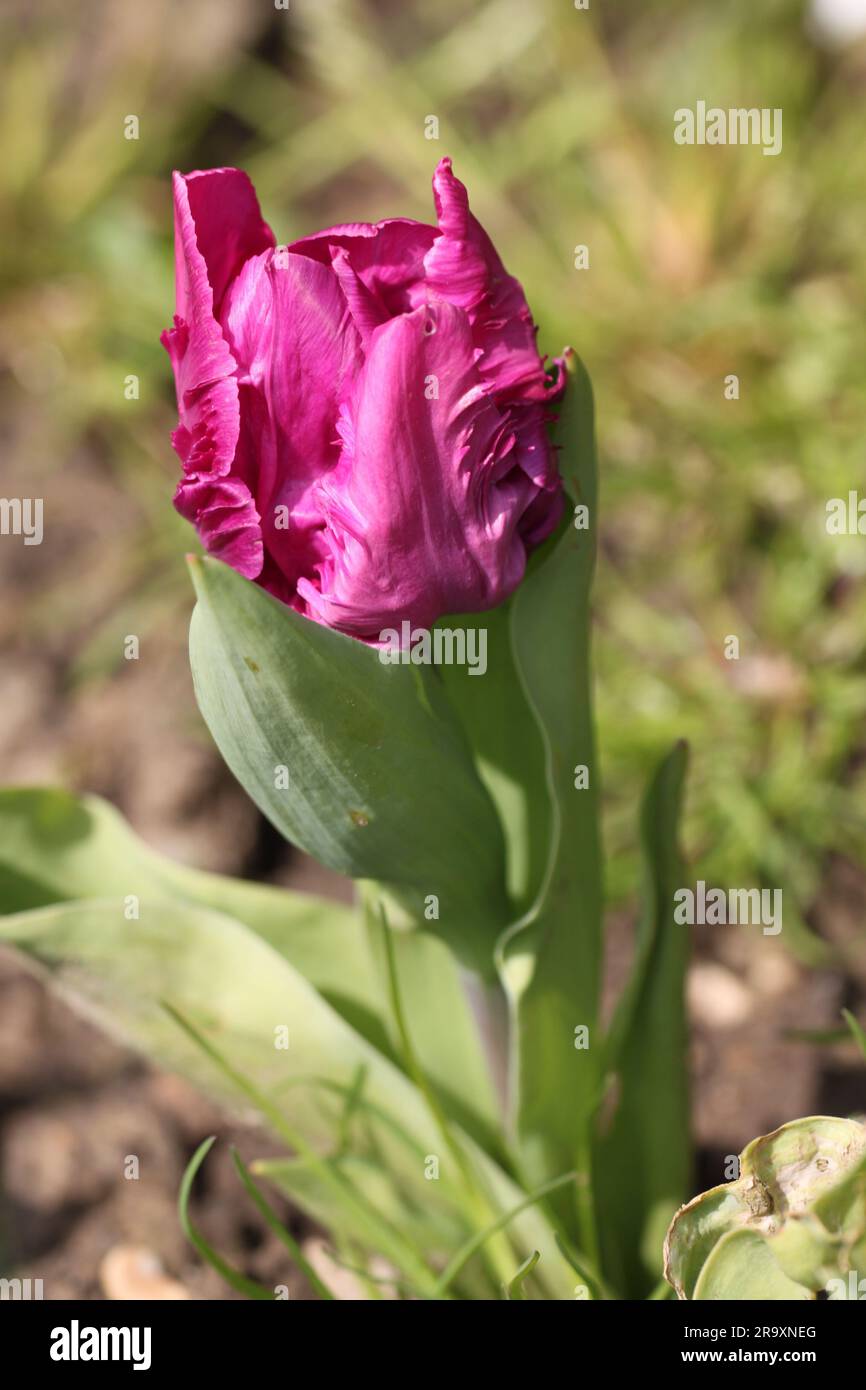 Tulipano rosa intenso in fiore all'inizio della primavera Foto Stock