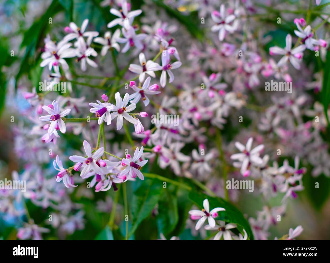 Molti piccoli fiori pallidi su sfondo floreale verde morbido. Foto Stock