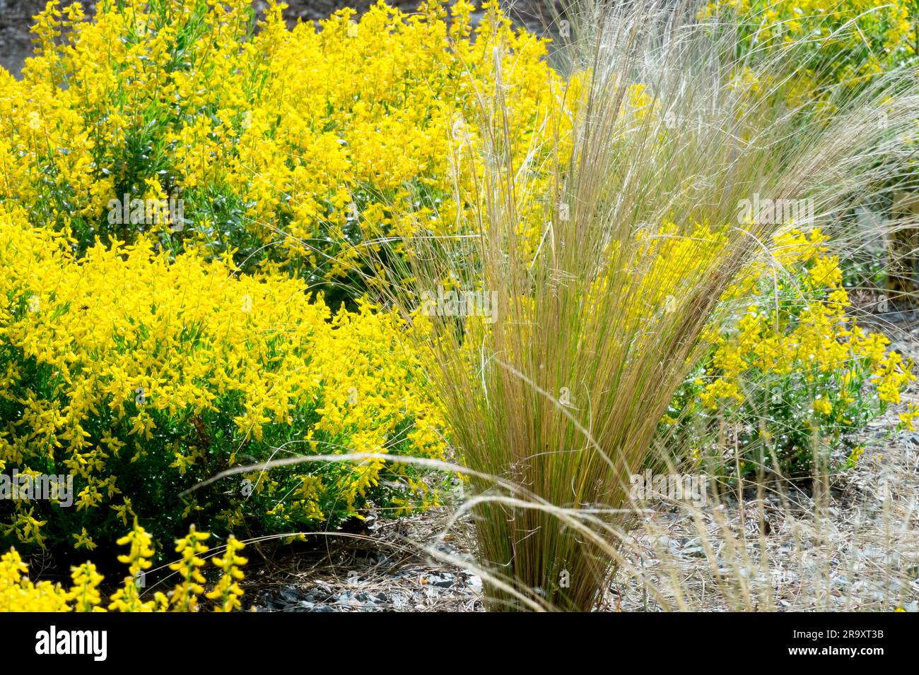 Genista germanica, erba coda di cavallo, giardino genista pianta piccola perenne diminutiva di erba verde tedesca piante a basso cuscino Fiori gialli di giugno Foto Stock