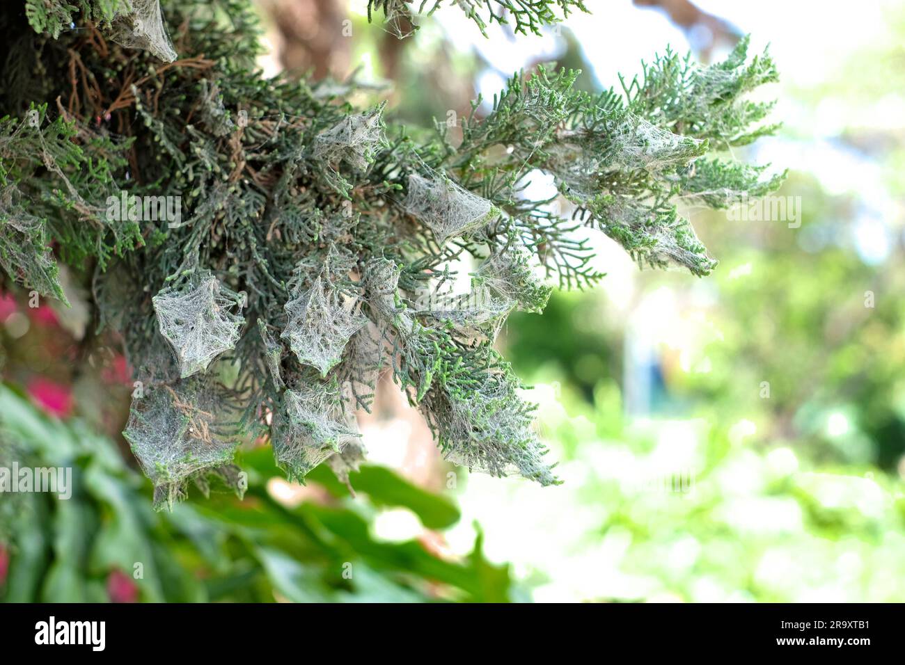 I cobbs sui rami dell'albero, segreto e horror stoires elemento grafico. Foto Stock