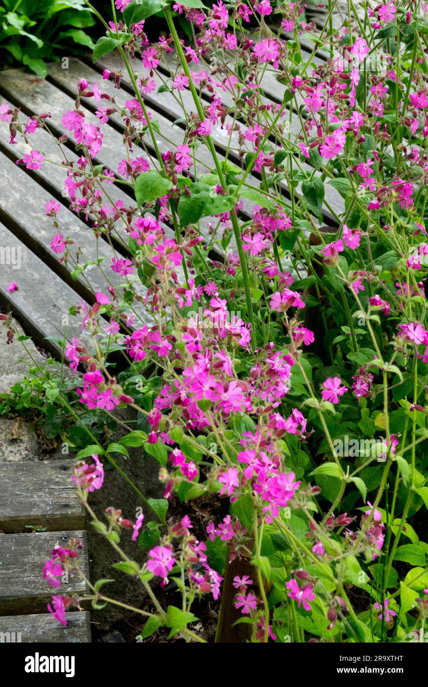 Giardino, passerella, fiori, bordi, legno, Sentiero, fodera, perenni, percorso giardino, bordo Silene dioica "Purple Rim" Foto Stock