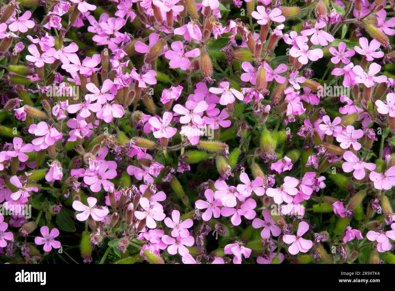 Rock Soapwort, Saponaria ocymoides Foto Stock