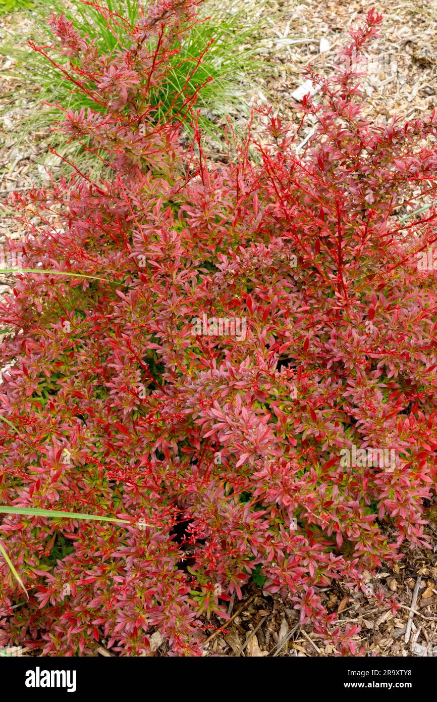Berberis thunbergii "Orange Dream", Barberry giapponese, Berberis "Orange Dream", Rosso, Foliage, Giardino Foto Stock