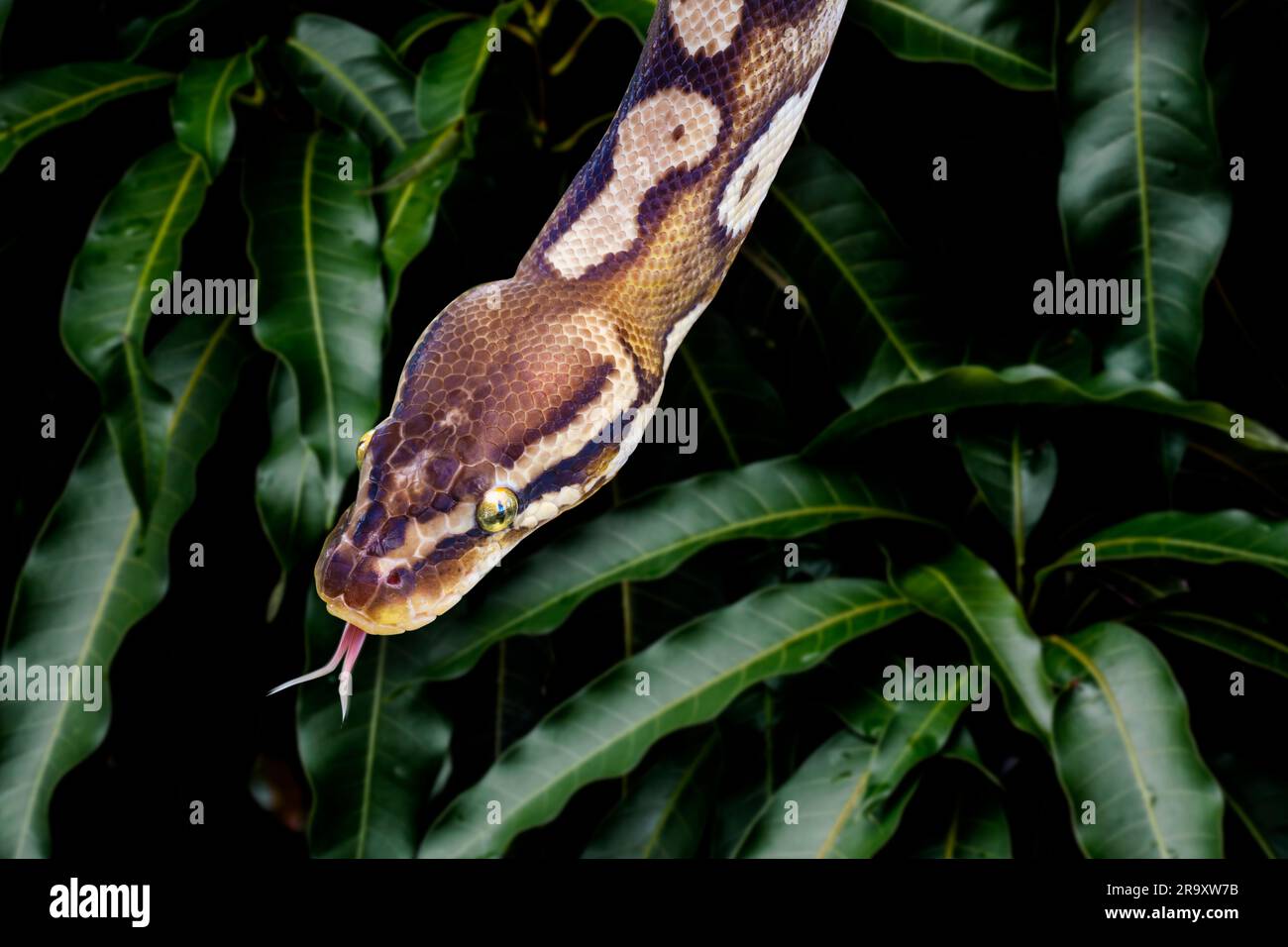Il serpente di mais, Pantherophis guttatus, a volte chiamato serpente di ratto rosso, è una specie di serpente di ratto nordamericano della famiglia Colubridae. Testa con lingua Foto Stock