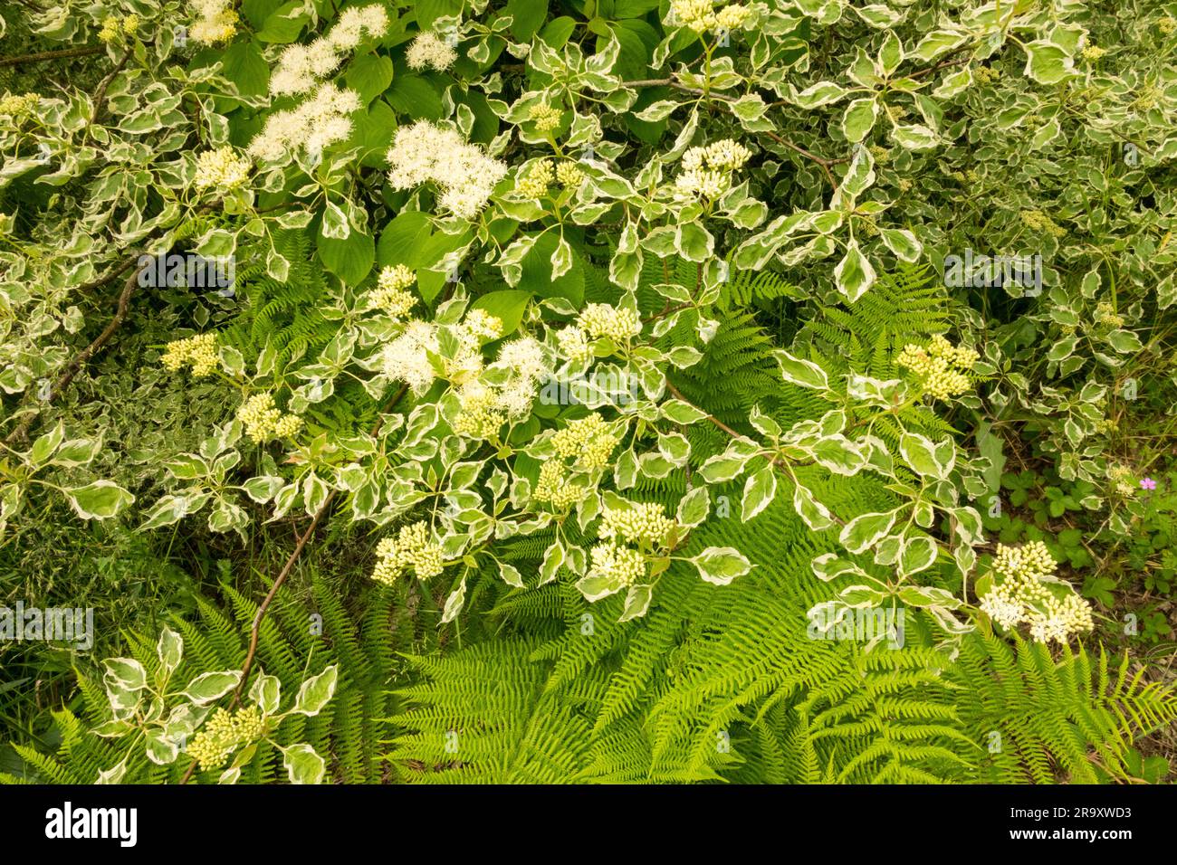 Dogwood, Cornus alternifolia "Silver Giant", variegato, Osier verde, foglie, felce da giardino Foto Stock