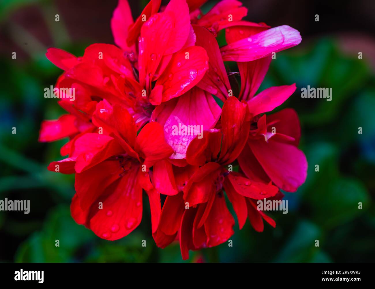 Geranium Ivy Leaf Narina cresce in un Devon Country Garden. Foto Stock