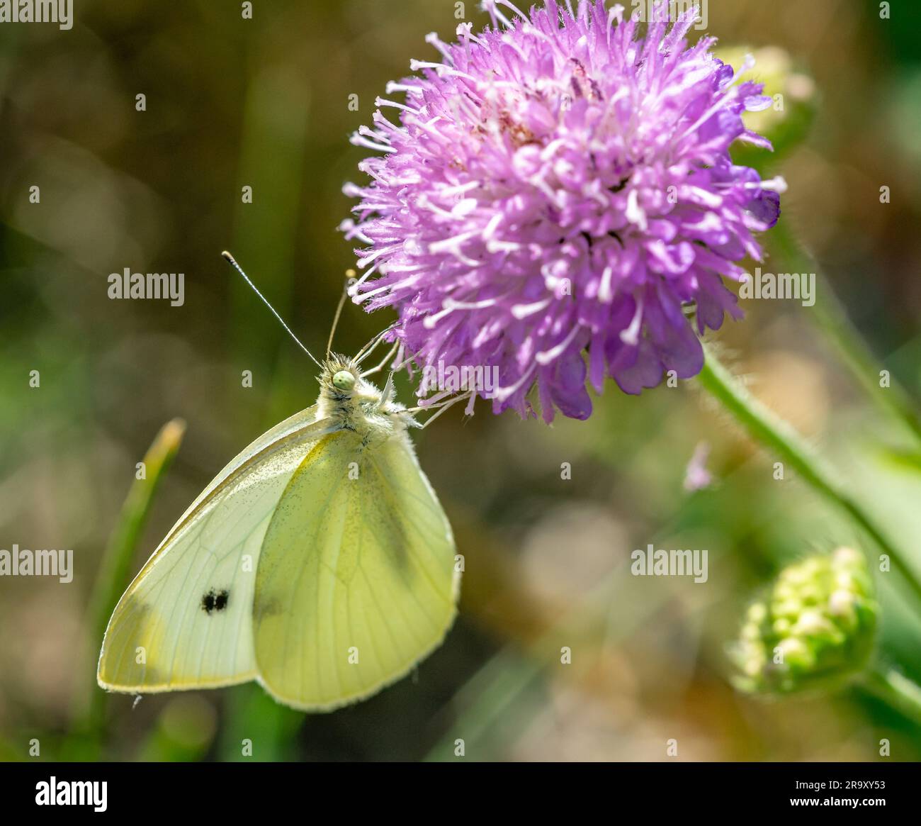 Little Cabbage White Butterfly on thistle Foto Stock