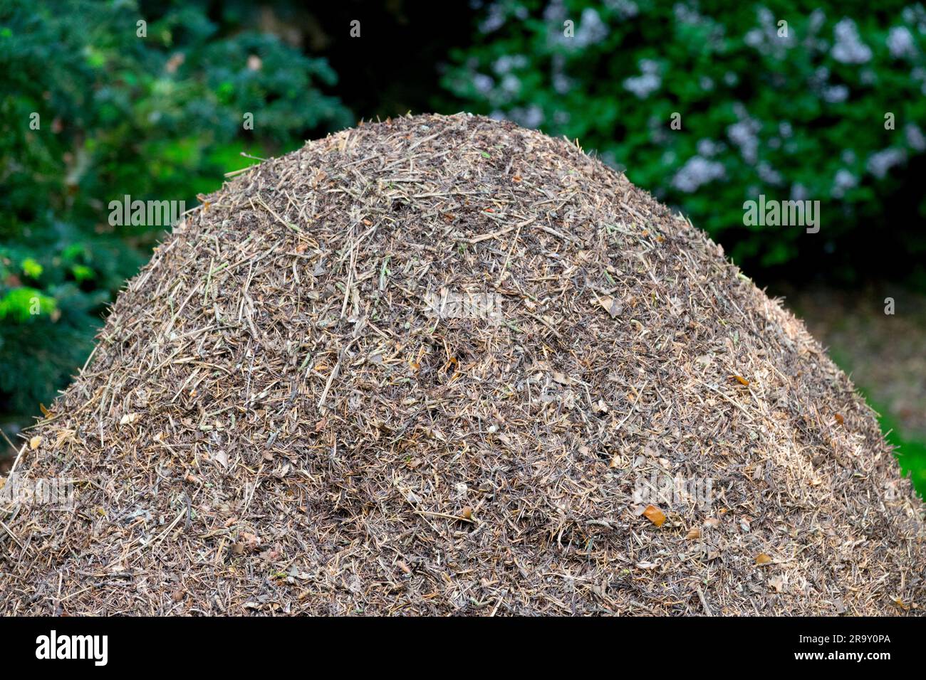 Formiche della foresta di anguille, formica rufa, formiche forestali, nido, colonia collina bruciata di aghi formiche boschive di confine Foto Stock