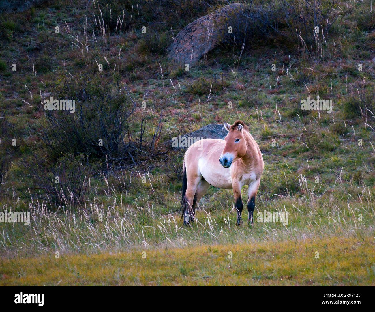 Przewalskis cavallo selvatico (cavallo zungariano o Equus ferus przewalskii) nel Parco Nazionale Hustai, Mongolia, Asia Foto Stock