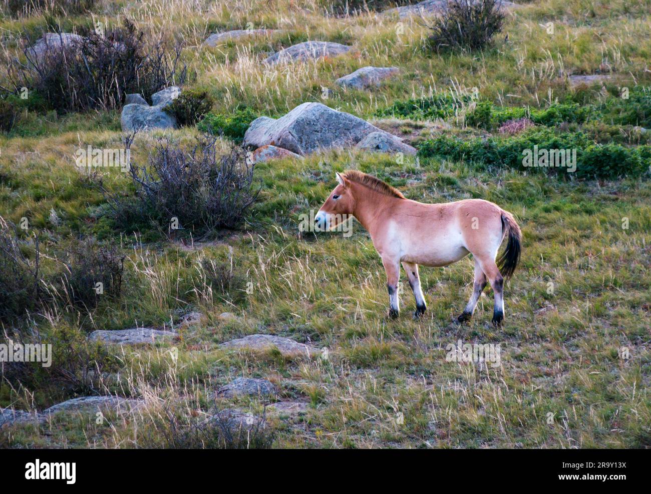 Przewalskis cavallo selvatico (cavallo zungariano o Equus ferus przewalskii) nel Parco Nazionale Hustai, Mongolia, Asia Foto Stock