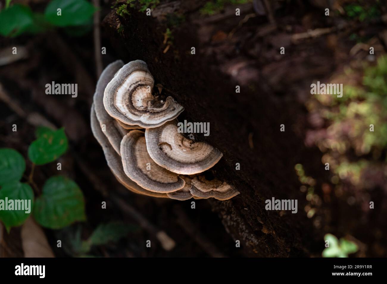 Foto ravvicinata di funghi che crescono da un tronco d'albero nella foresta pluviale amazzonica di Tena, Ecuador, Sud America. Vegetazione nella giungla. Niente persone. Foto Stock