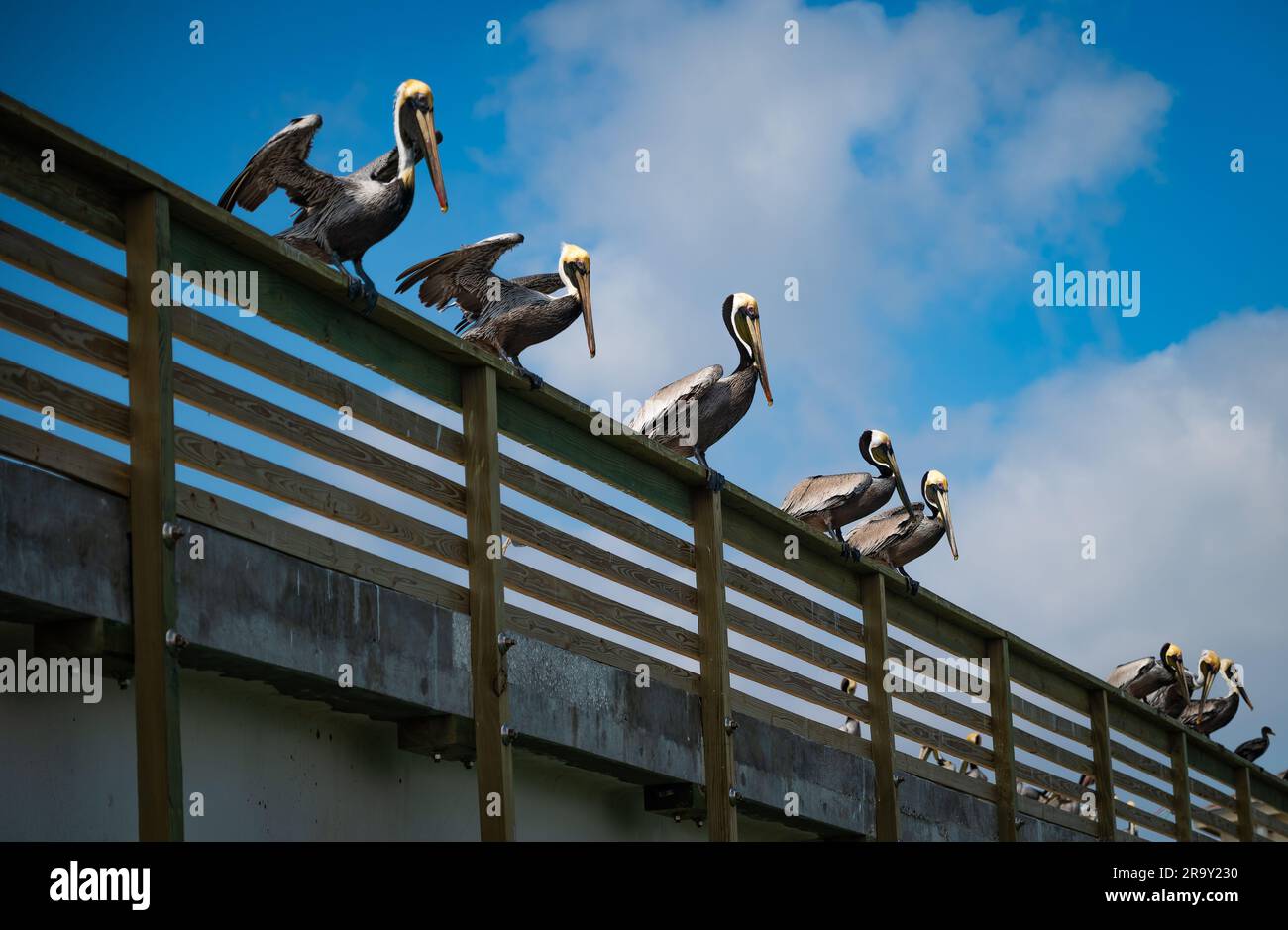 Diversi uccelli pelicani bruni arroccati sulla ringhiera, guardando in basso l'acqua per il cibo. Foto Stock