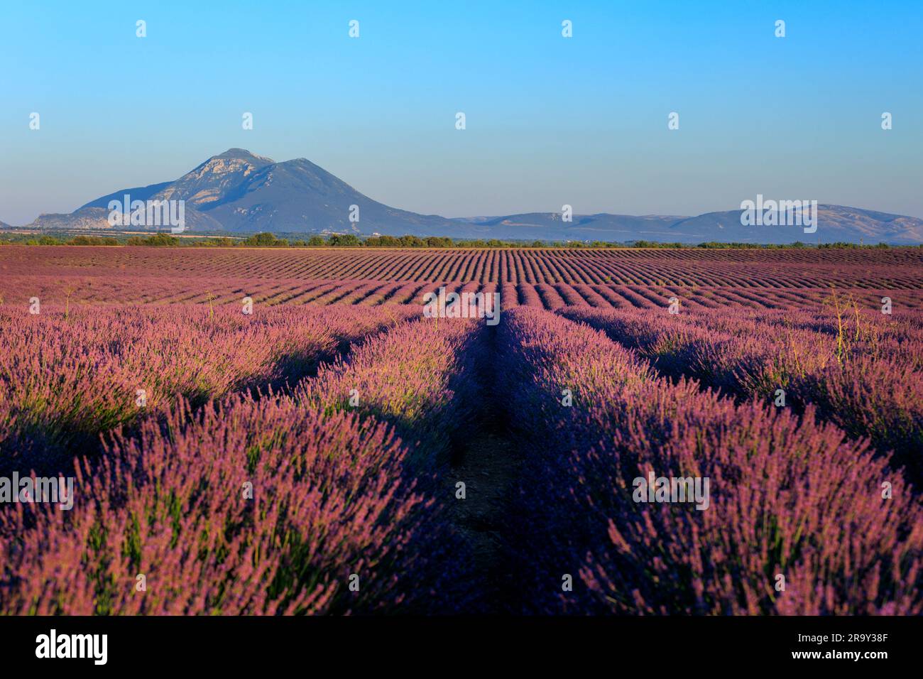 Campi di lavanda Parc Naturel Regional du Verdon Puimoisson Riez Forcalquier Provence-Alpes-Cotes d'Azur Francia alla luce della sera Foto Stock