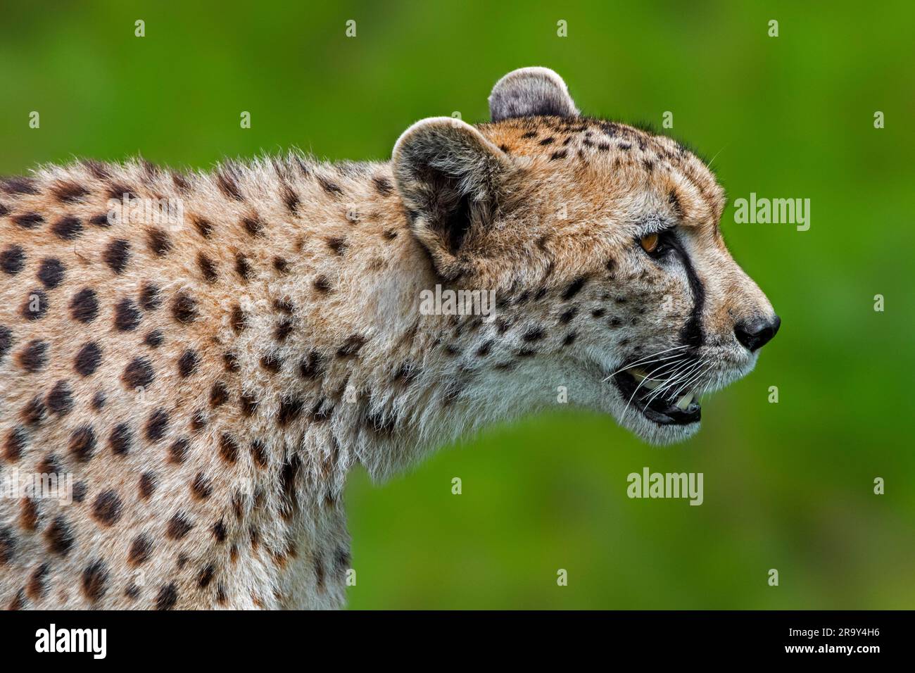 Cheetah (Acinonyx jubatus) caccia nelle praterie, originaria dell'Africa e dell'Asia sud-occidentale Foto Stock