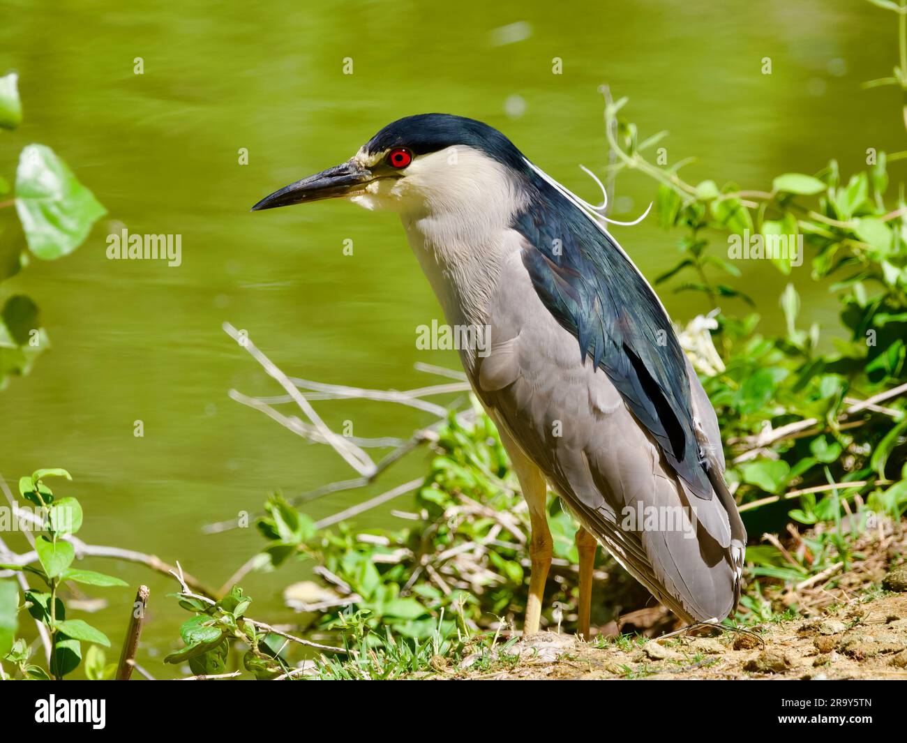 Black-Crown Night-Heron (Nycticorax nycticorax), Floyd Lamb Park a Tule Springs, Las Vegas, 21 giugno 2023. Foto Stock