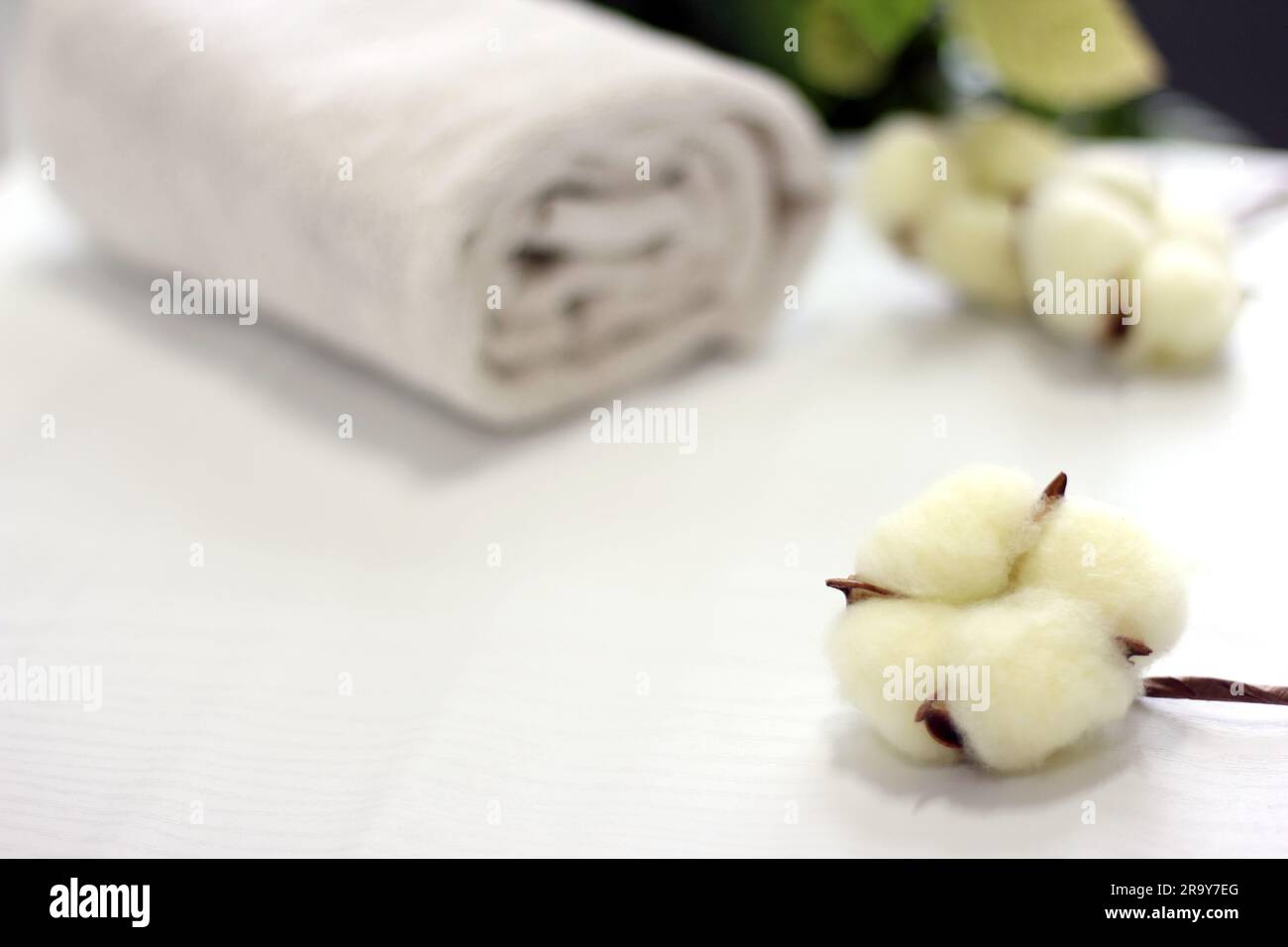 Ramo con fiori di cotone bianchi su sfondo bianco. Fibre naturali organiche, agricoltura, fiore di cotone, materie prime per la fabbricazione di tessuti. Foto Stock