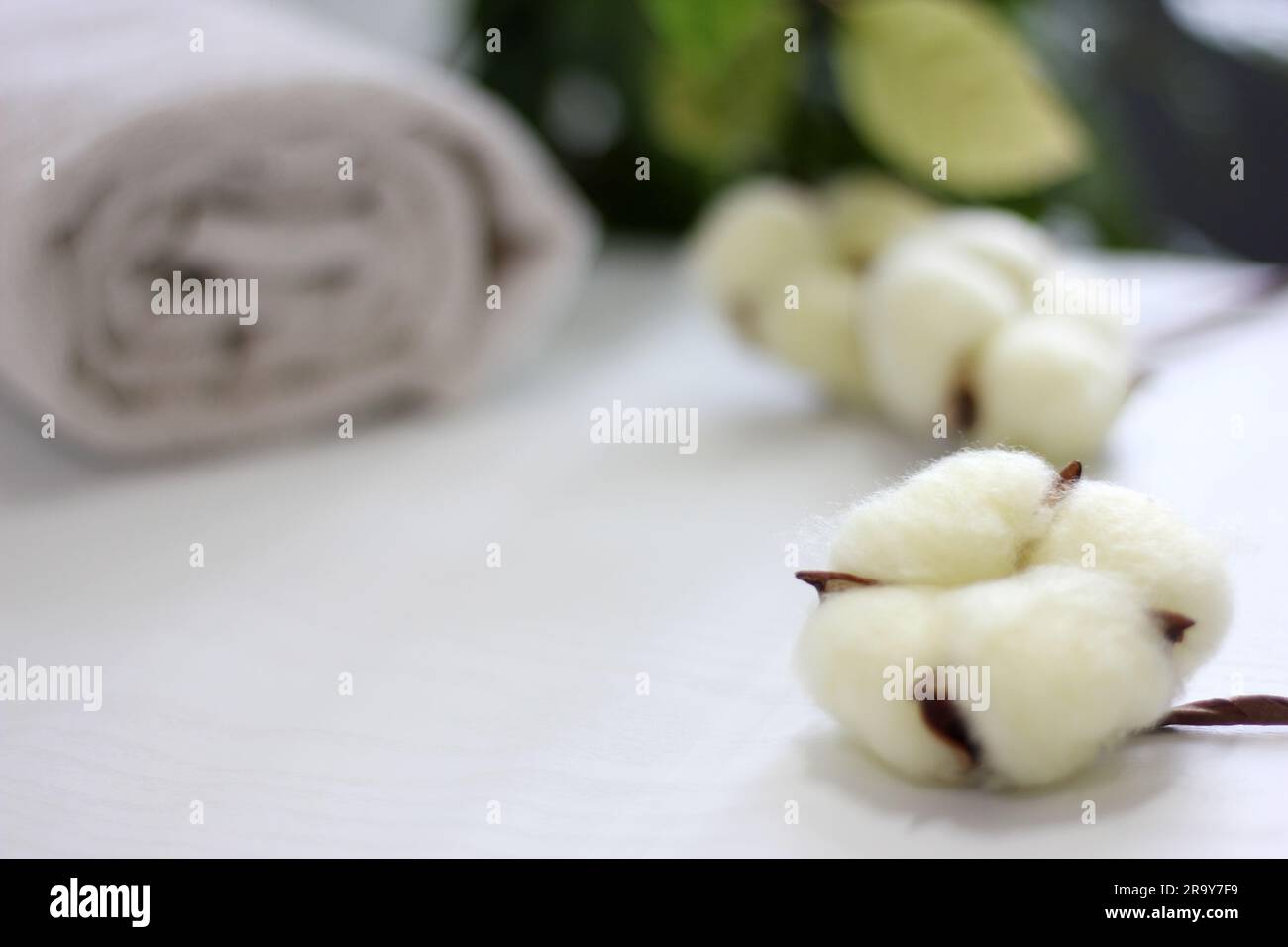 Ramo con fiori di cotone bianchi su sfondo bianco. Fibre naturali organiche, agricoltura, fiore di cotone, materie prime per la fabbricazione di tessuti. Foto Stock