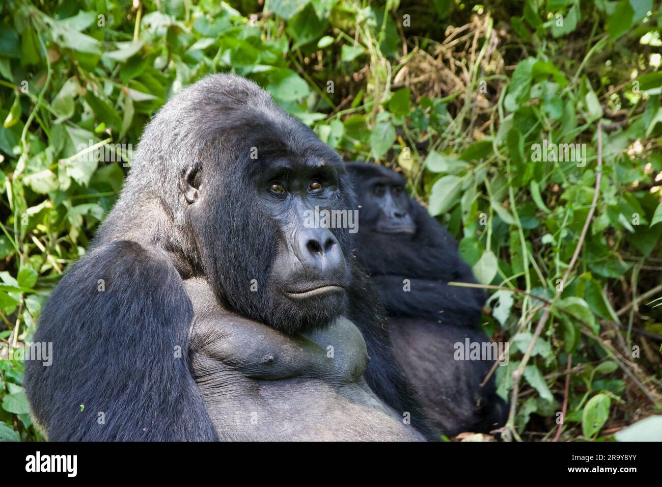 Silverback Mountain Gorilla nella Foresta impenetrabile di Bwindi in Uganda Foto Stock