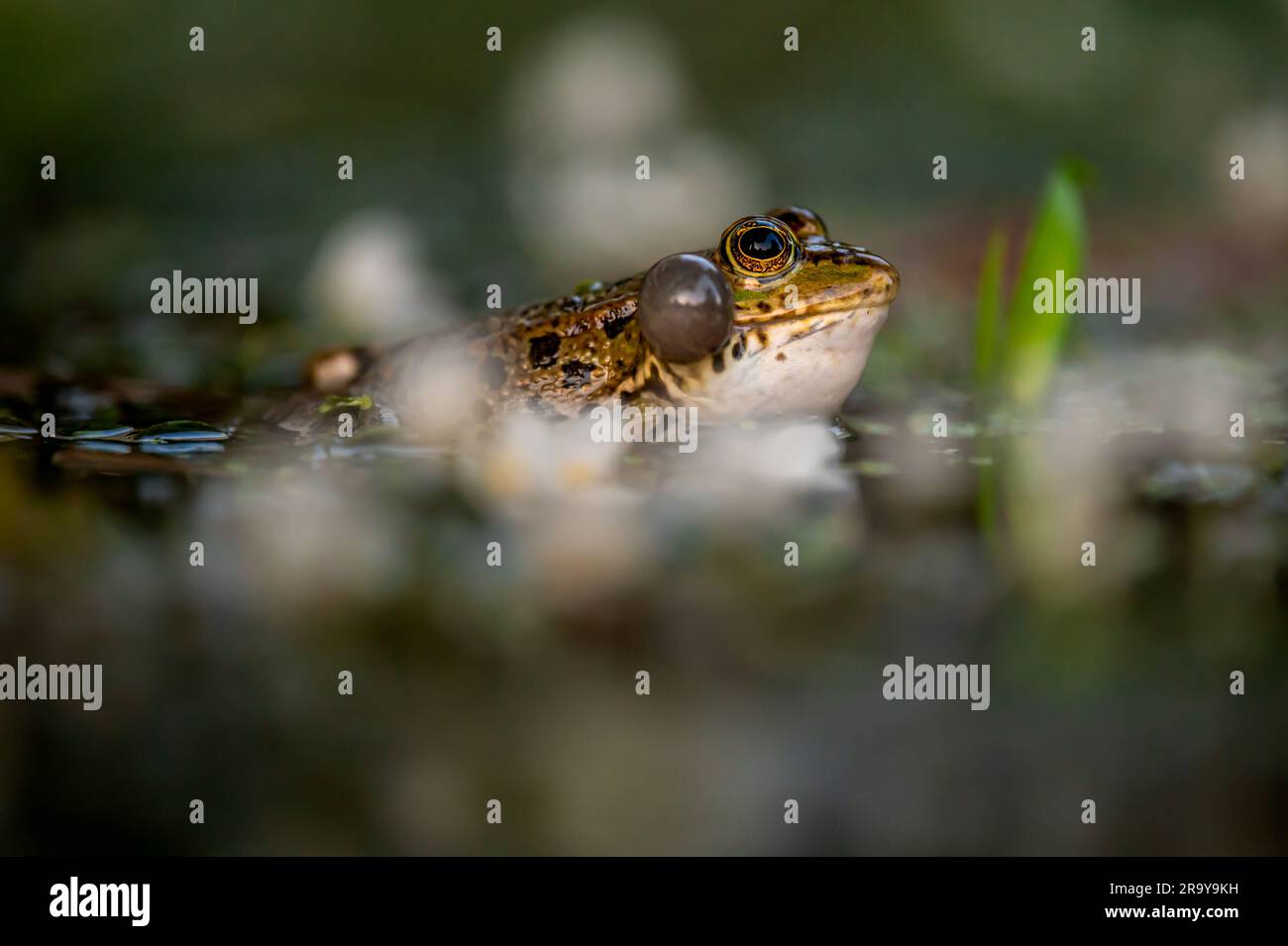 Rana in acqua. Una rana della piscina che piange con sacche vocali su entrambi i lati della bocca in aree vegetate. Pelophylax lessonae. Foto Stock