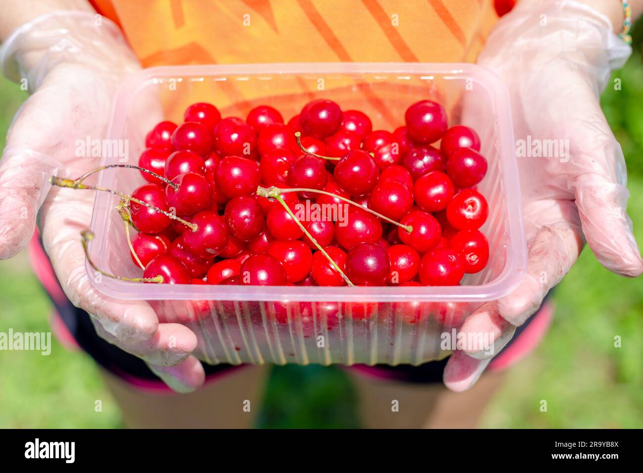 Un contenitore con ciliegie rosse mature nelle mani del giardiniere. Raccolta di bacche in un giorno d'estate. Foto Stock