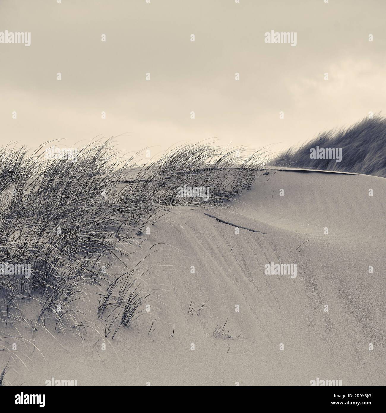 Dune di sabbia e erba di marram sulle dune della costa di Fylde Foto Stock