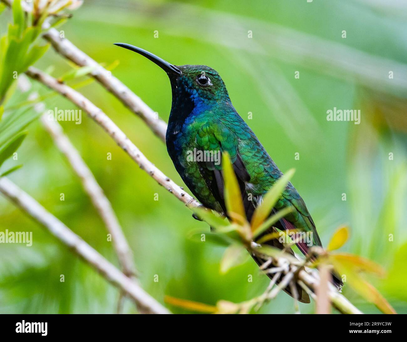 Un colibrì mango dalla gola nera (Anthracothorax nigricollis) arroccato su un ramo. Colombia, Sud America. Foto Stock