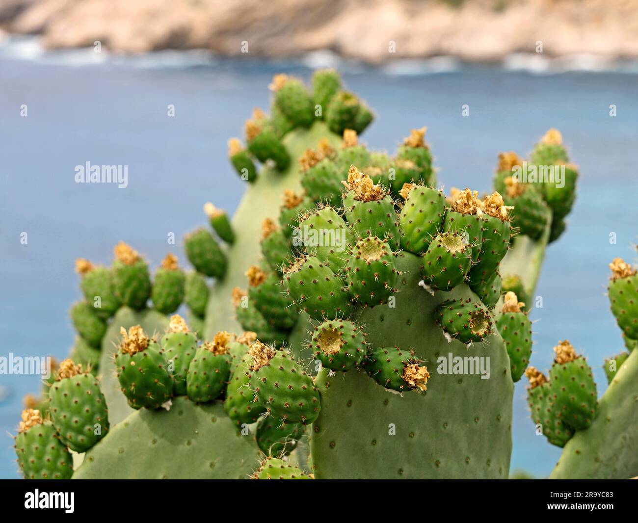Fichi d'India non maturi di Opuntia ficus indica o fico barbario sulla costa del mare Foto Stock