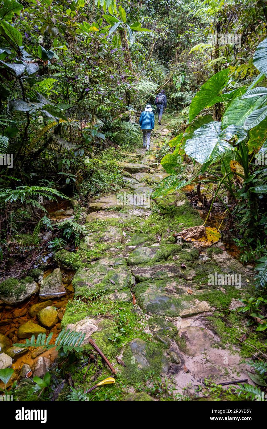 Antichi sentieri pavimentati con ciottoli. Serranía De Los Yariguíes Parque Nacional Natural. Colombia, Sud America. Foto Stock