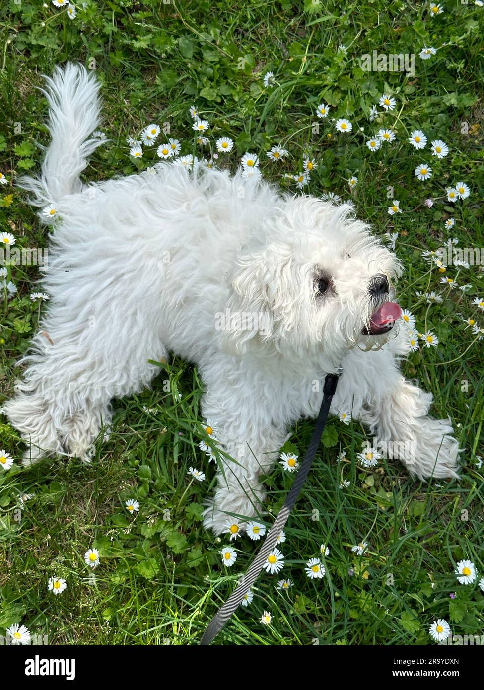 Un adorabile cucciolo maltese bianco al guinzaglio adagiato su un campo verde fiorito Foto Stock