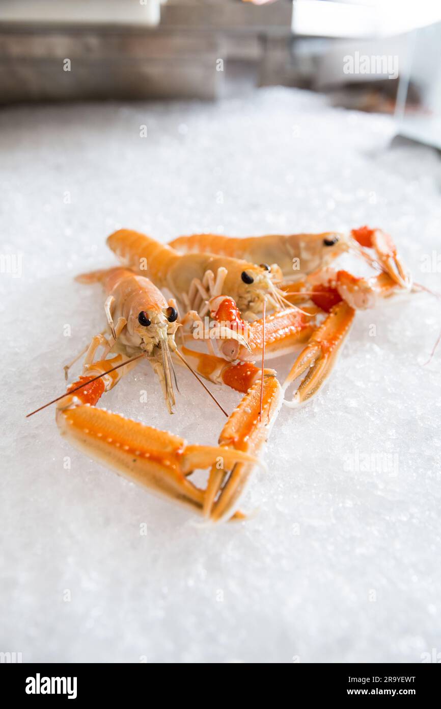 Primo piano di un'aragosta norvegese sul ghiaccio, che mostra la sua freschezza e il suo fascino succulento. Menu del mercato di pesce e concetti culinari. Foto Stock