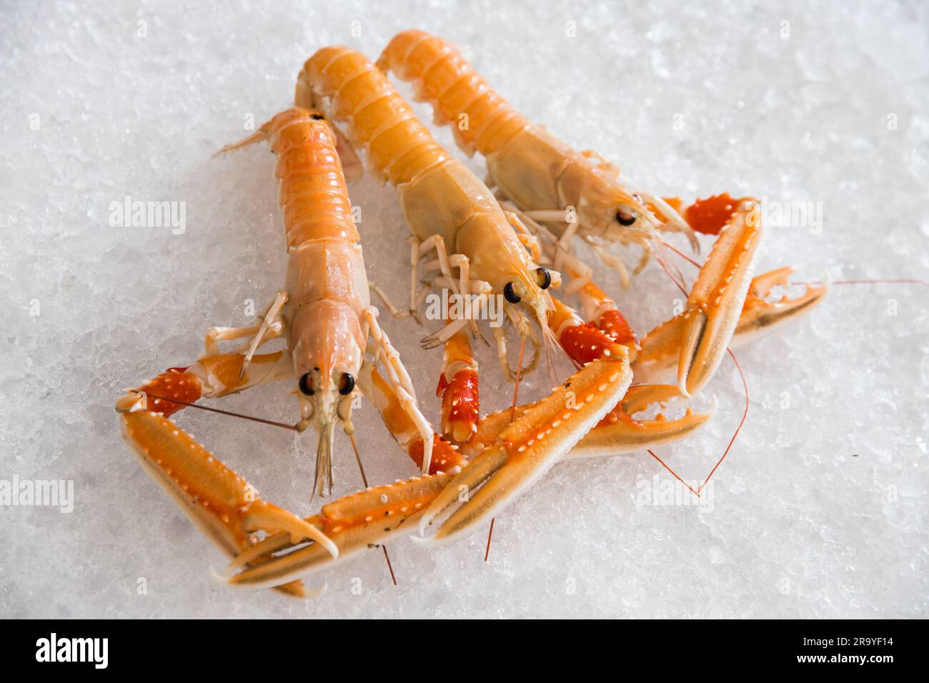 Primo piano di un'aragosta norvegese sul ghiaccio, che mostra la sua freschezza e il suo fascino succulento. Menu del mercato di pesce e concetti culinari. Foto Stock