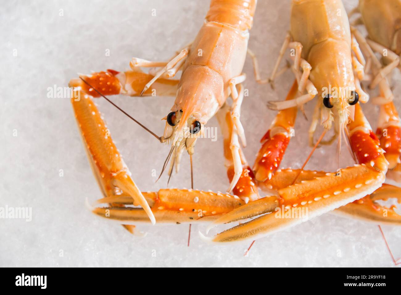 Primo piano di un'aragosta norvegese sul ghiaccio, che mostra la sua freschezza e il suo fascino succulento. Menu del mercato di pesce e concetti culinari. Foto Stock