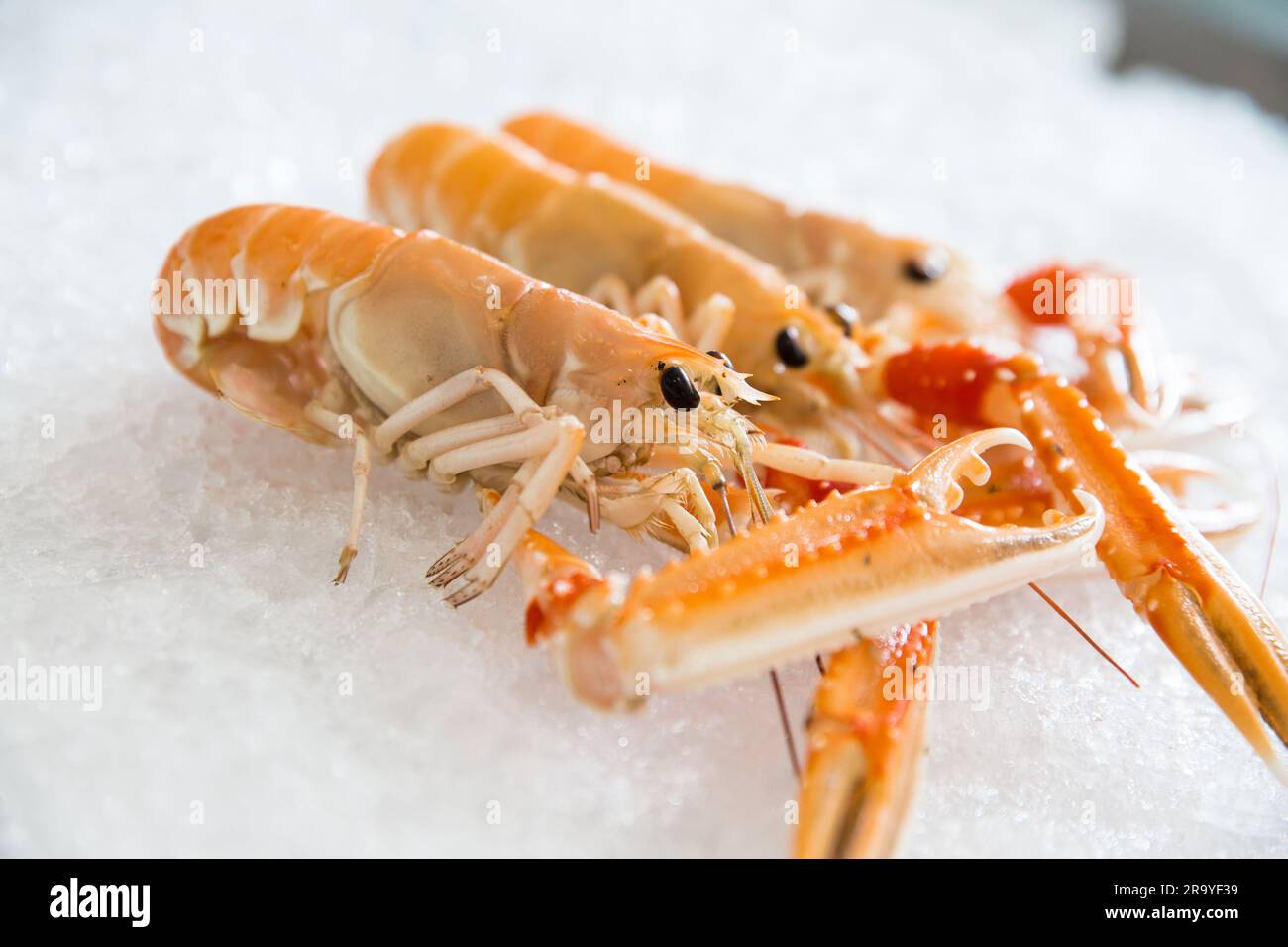 Primo piano di un'aragosta norvegese sul ghiaccio, che mostra la sua freschezza e il suo fascino succulento. Menu del mercato di pesce e concetti culinari. Foto Stock