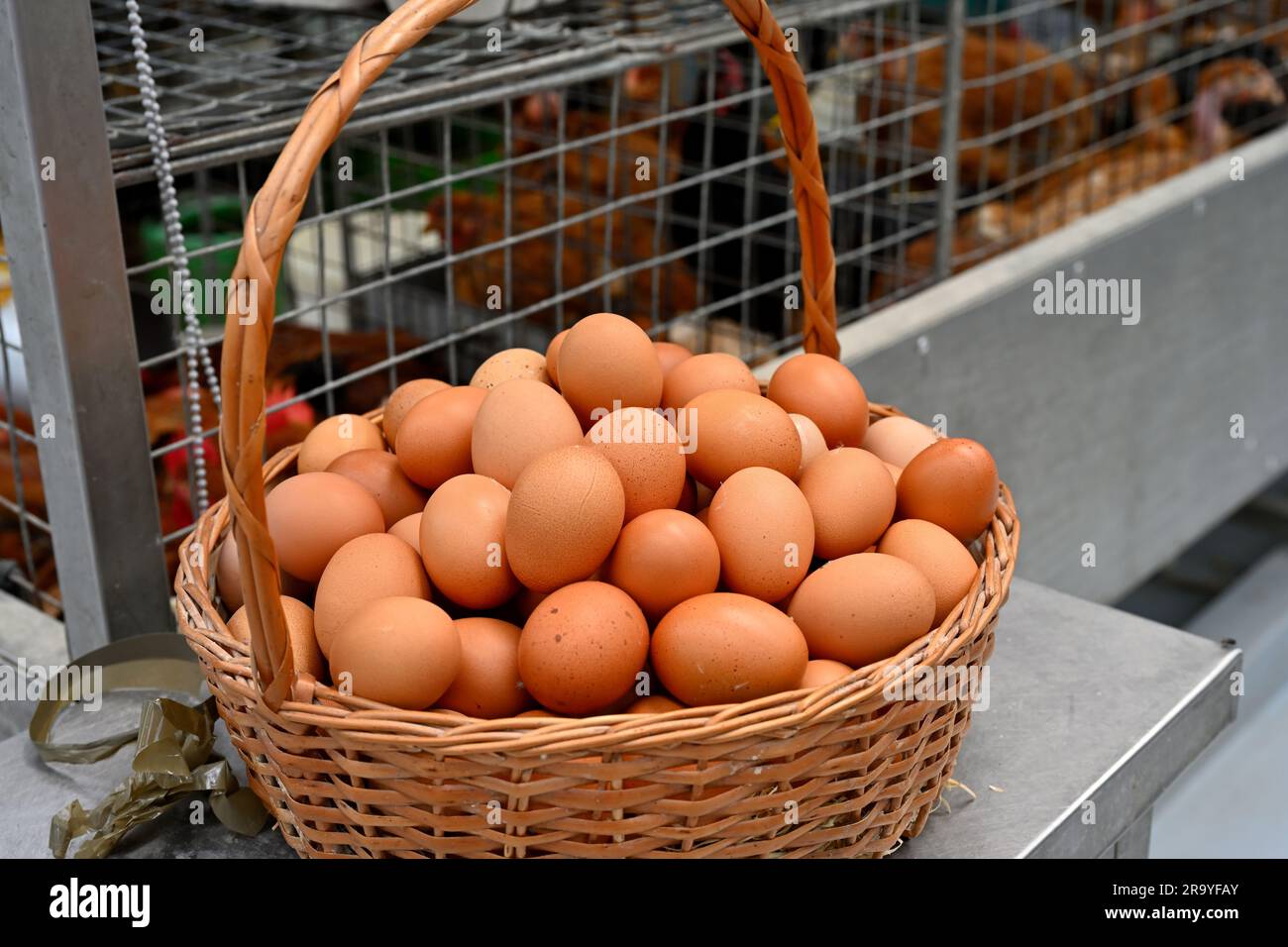 Cestino pieno di uova fresche con polli vivi in vendita in gabbie dietro al mercato Foto Stock