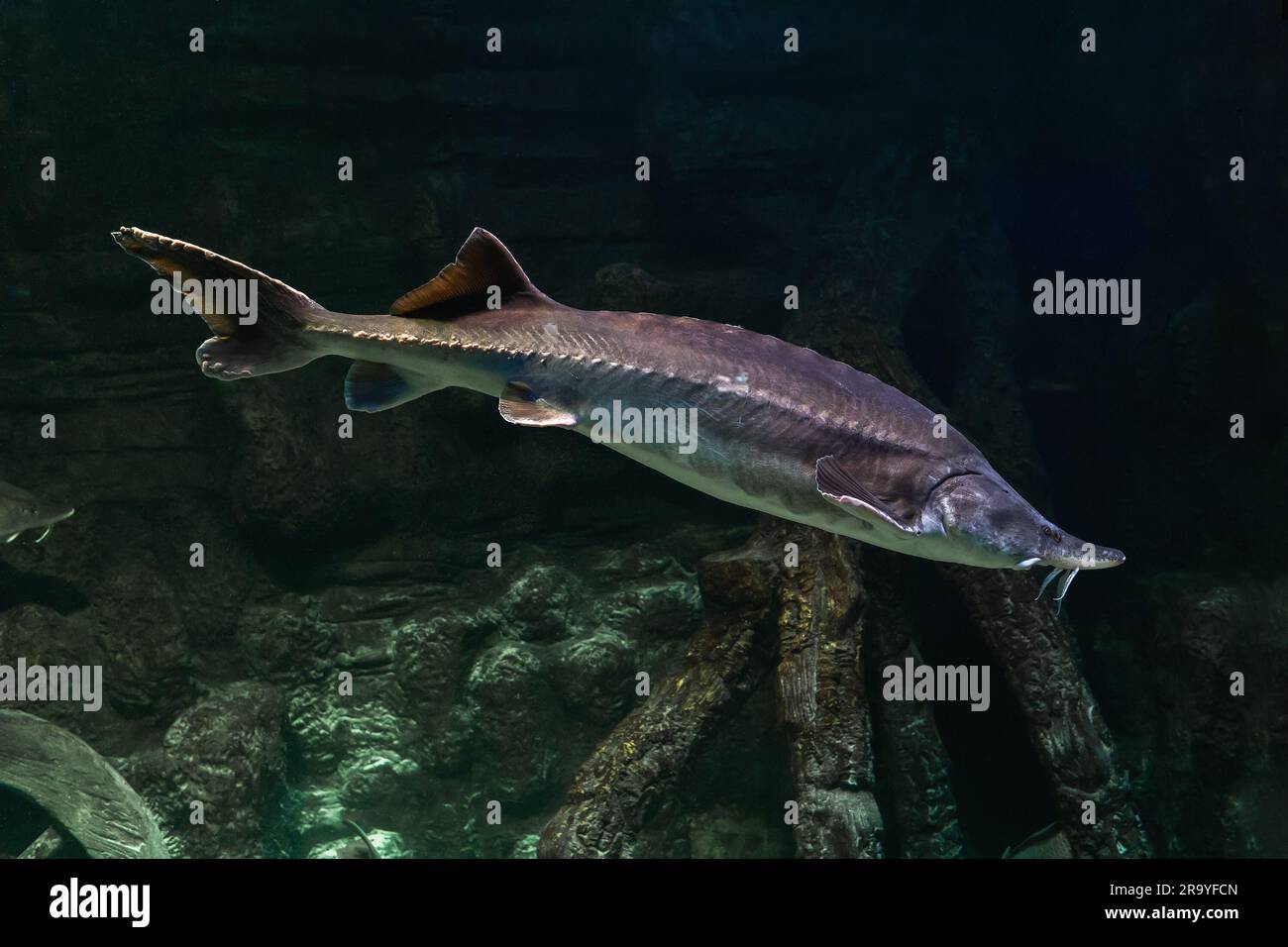 Pesci d'acqua dolce Kaluga, genere Beluga, famiglia di storioni Foto Stock