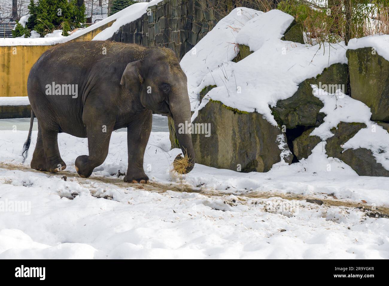 Loxodonta africana (elefante) (elefante africano) nello zoo di Ostrava nel dicembre 2022. Foto Stock