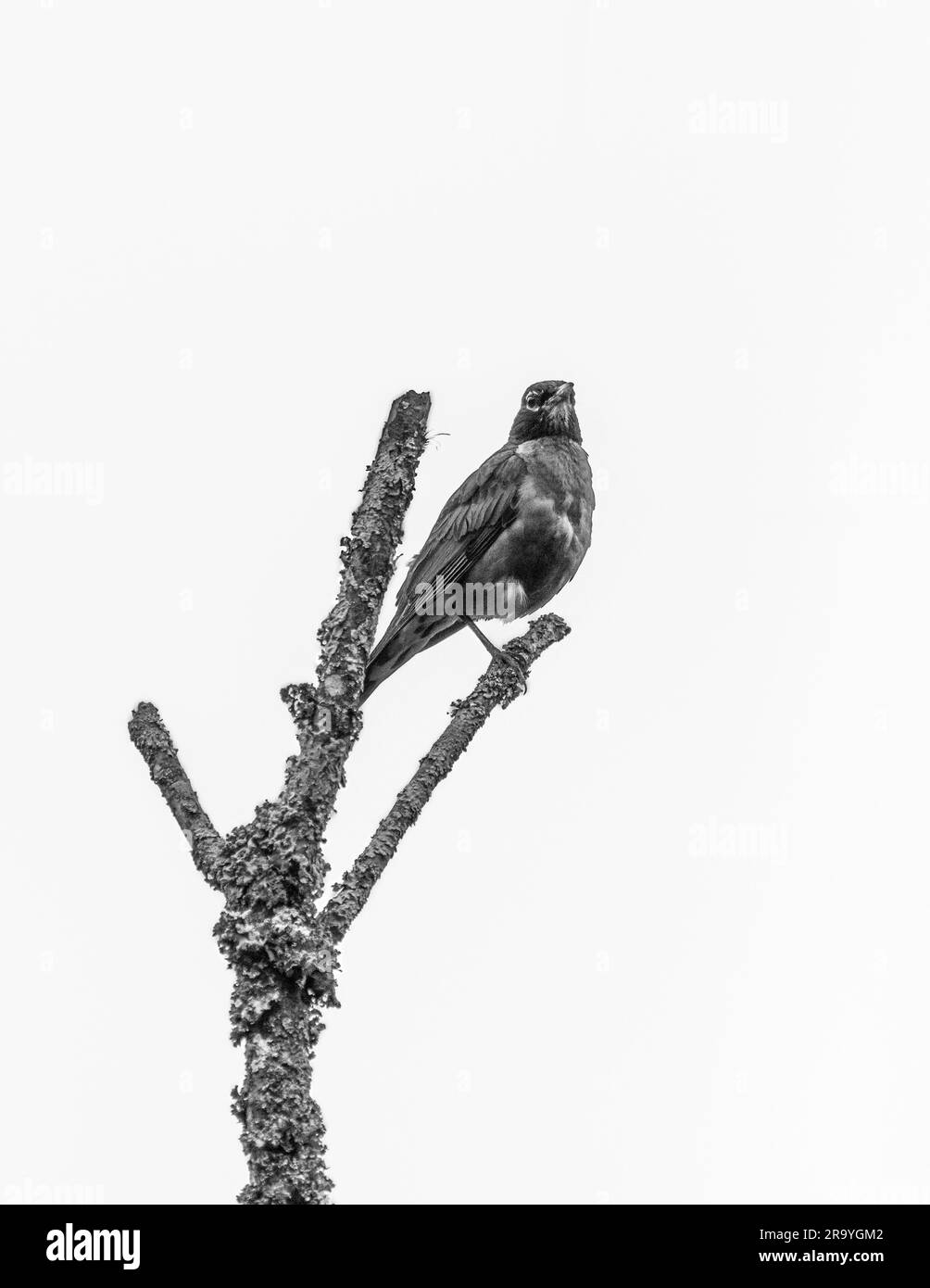 Una foto in scala di grigi di un robin a una gamba arroccato su un ramo di albero Foto Stock