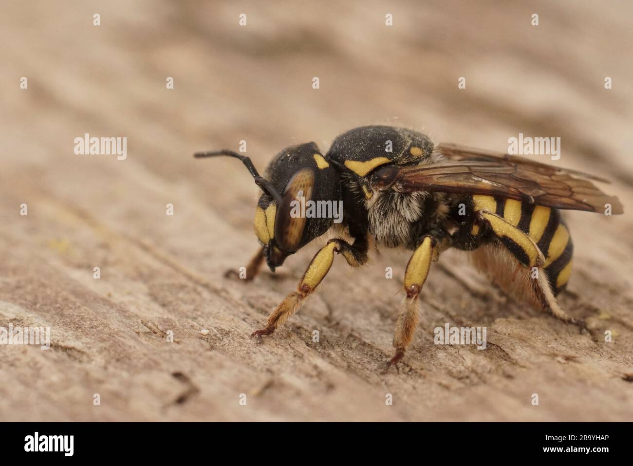 Primo piano dettagliato di una femmina del fiorentino Woolcarder Bee, Anthidium florentinum Foto Stock