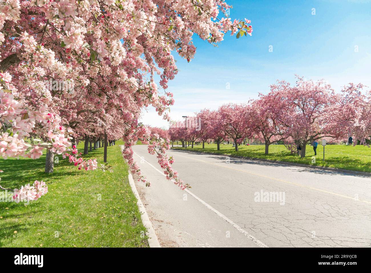 Cherry Blossom Cherry Blossom Time in Canada, provincia dell'Ontario Foto Stock