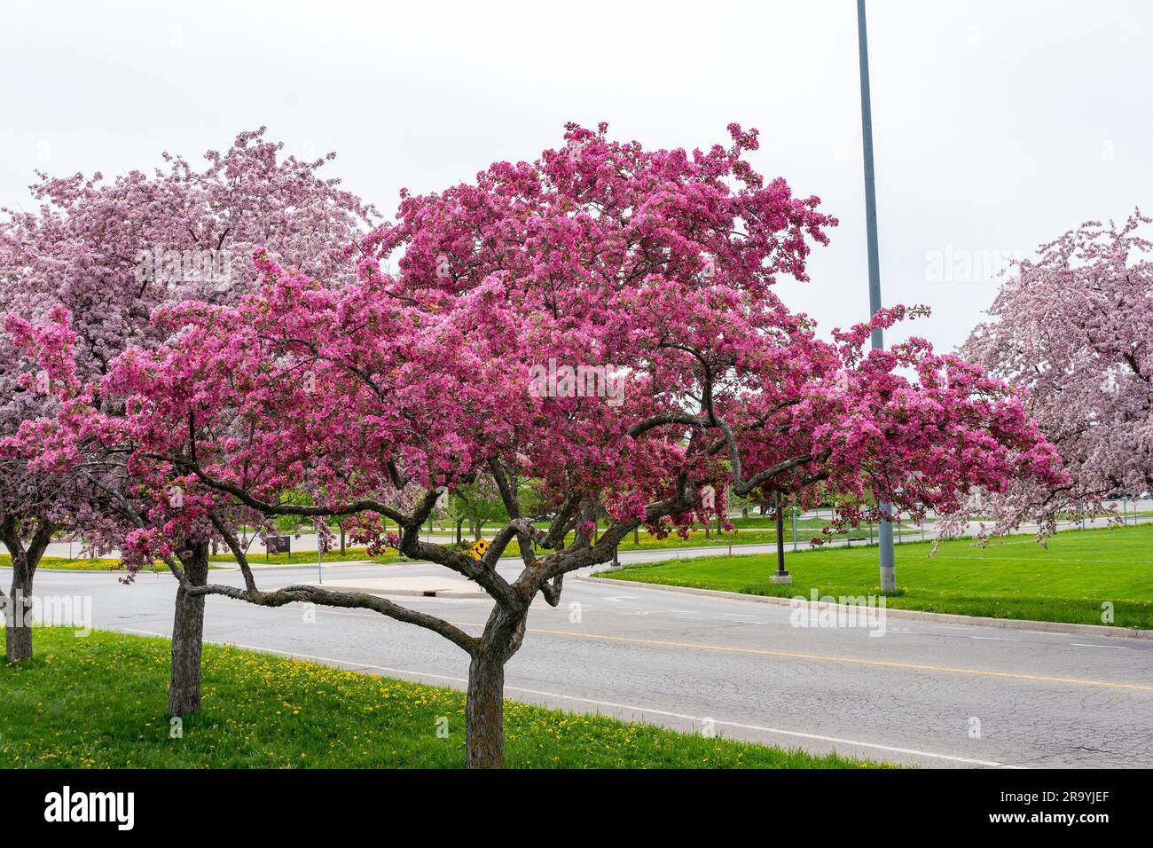 Cherry Blossom Cherry Blossom Time in Canada, provincia dell'Ontario Foto Stock