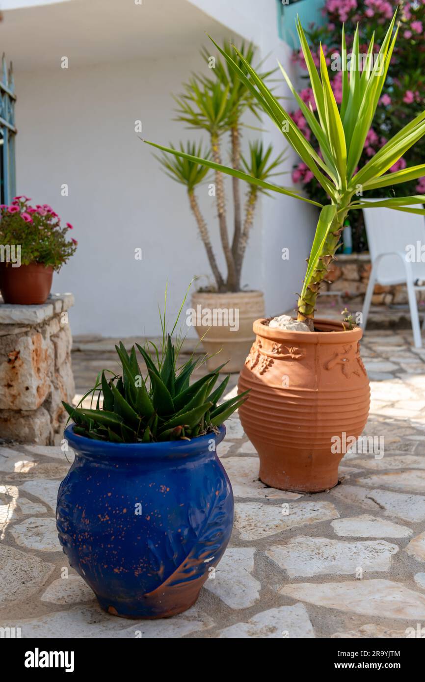 Piante in vaso in un giardino di pietra. Foto Stock