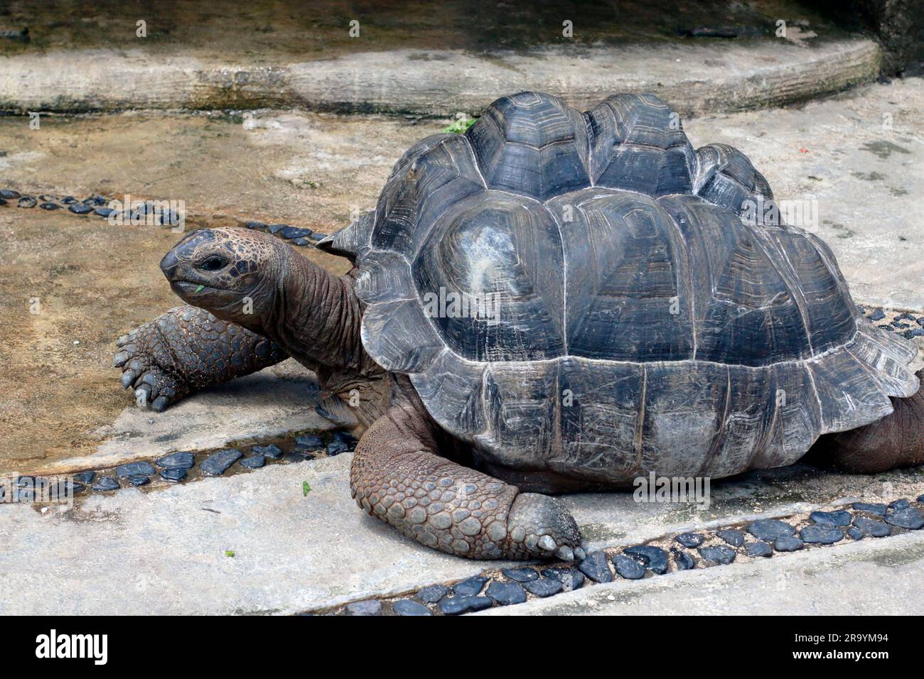 Foto di una tartaruga gigante che si crogiola in un recinto all'aperto, durante il giorno a Semarang, Giava centrale, Indonesia puff 2023 Foto Stock