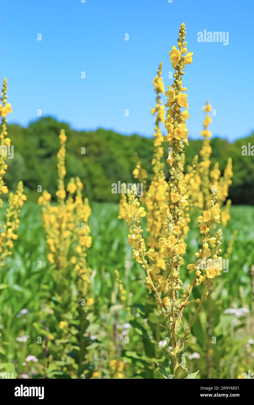 Splendido paesaggio tipico olandese, verde campo agricolo e foresta, fioritura di fiori di mulleina (verbascum thapsus) - Limburgo (Maas Foto Stock