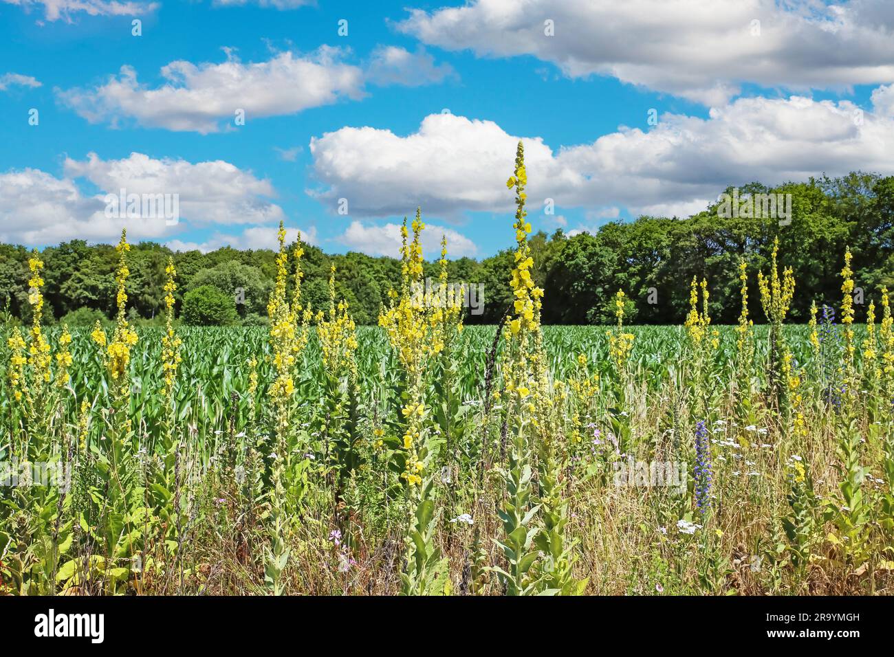 Splendido paesaggio tipico olandese, verde campo agricolo e foresta, fioritura di fiori di mulleina (verbascum thapsus) - Limburgo (Maas Foto Stock