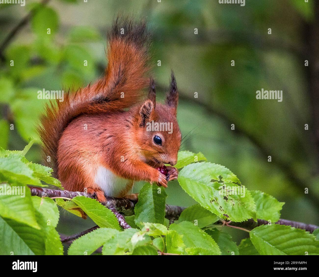 Scoiattolo rosso che mangia bacche in Norvegia su un albero nell'estate del 2023 Foto Stock