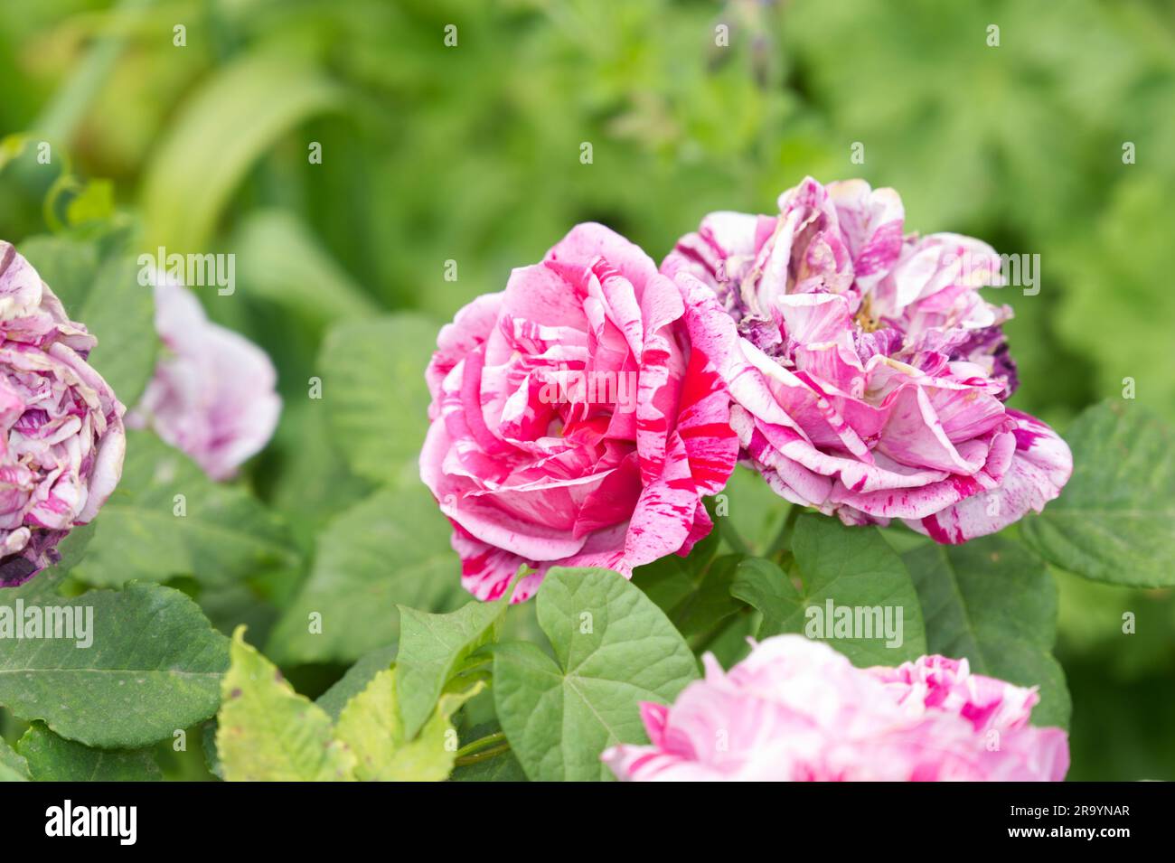 Doppio fiore estivo a righe rosse e bianche di rosa Ferdinand Pichard nel giardino britannico di giugno Foto Stock