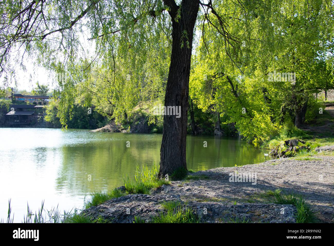 willow albero sulla riva di una cava in primavera Foto Stock