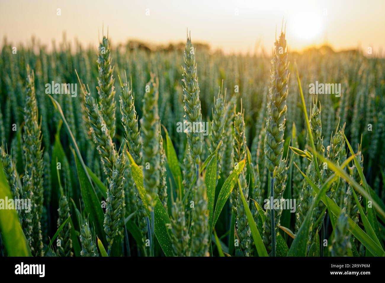 Un bellissimo paesaggio di un campo di grano dorato illuminato da un tramonto mozzafiato Foto Stock