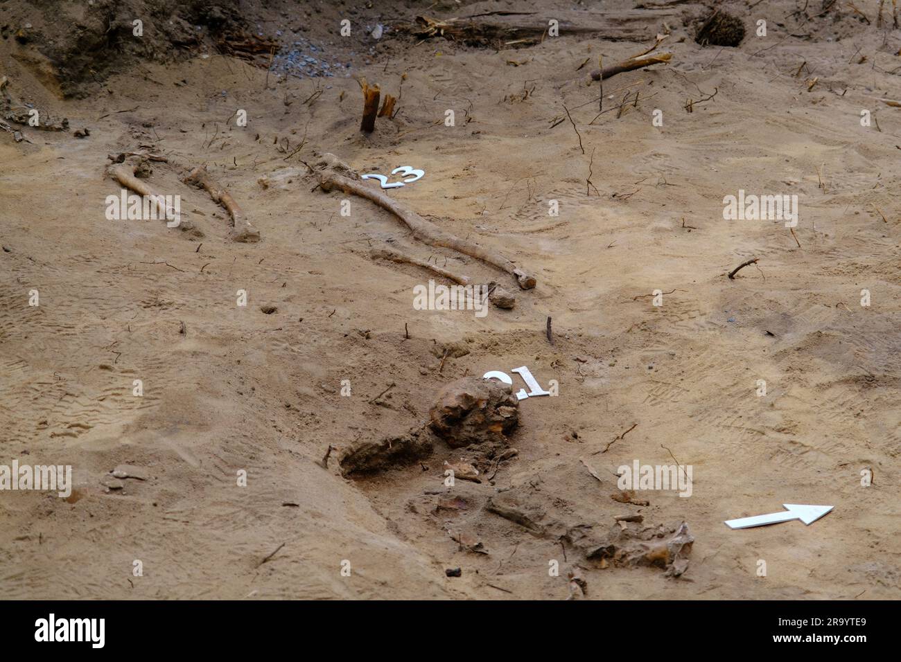 Scavi archeologici e reperti. Ossa scheletriche in una sepoltura umana dettaglio di antiche ricerche, preistoria. Zilaiskalns, Lettonia. Foto Stock