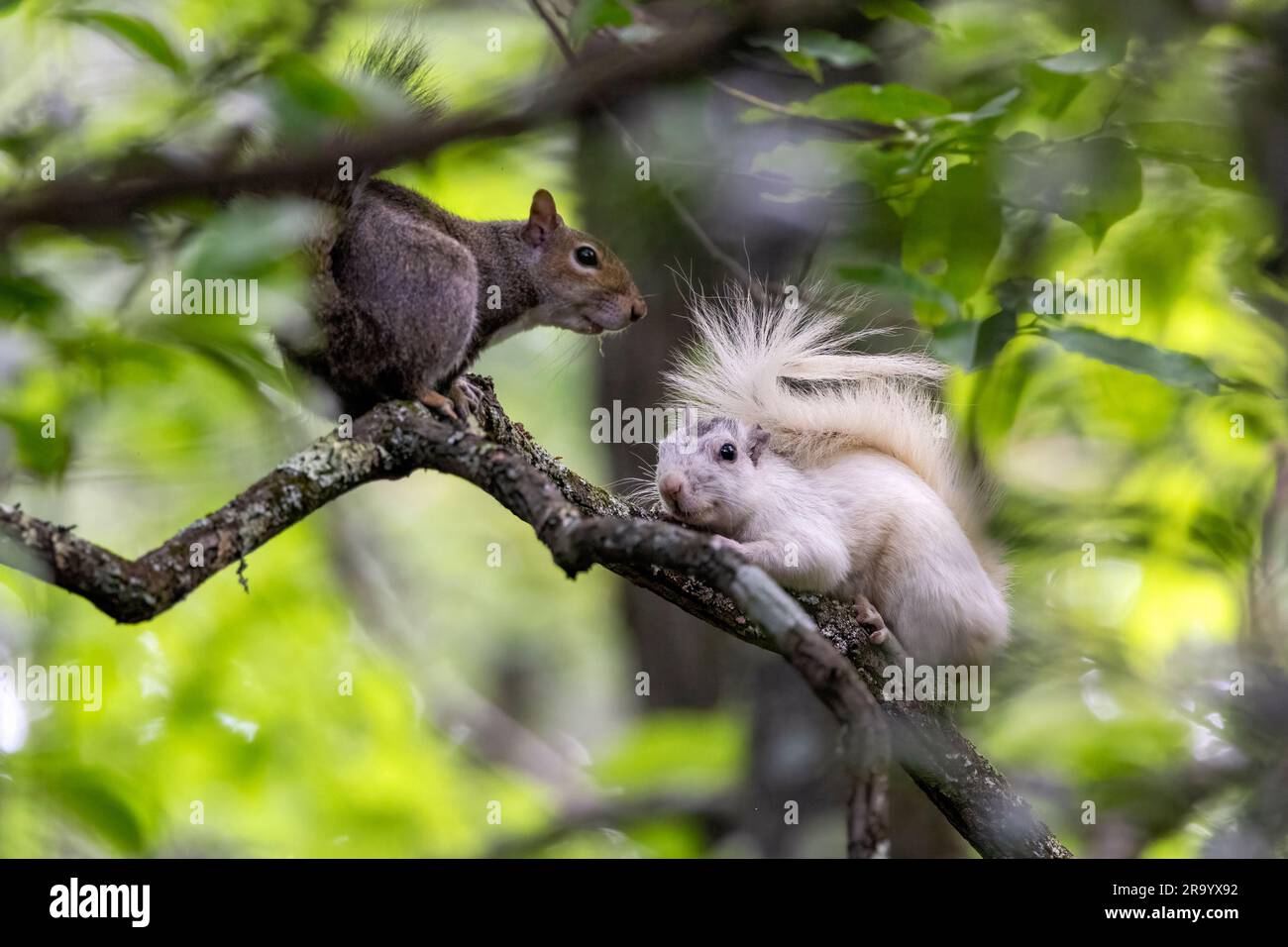 Eastern Gray Squirrels (Sciurus carolinensis) uno è una variante di colore "scoiattolo bianco" - Brevard, North Carolina, USA Foto Stock